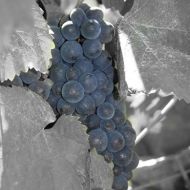 vaudoisey-creusefond-04.jpg